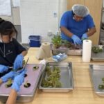 A classroom oasis: Houston high school students learn about agriculture, food security and climate change in a controlled environment